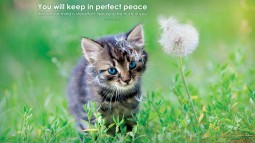 18024-perfect-peace-kitten-1366-x-768