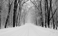 avenue_trees_winter_snow_road_14616_1920x1200