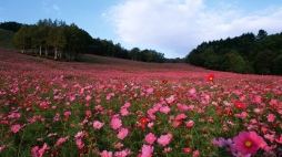 field_flowers_grass_sky_105340_1366x768