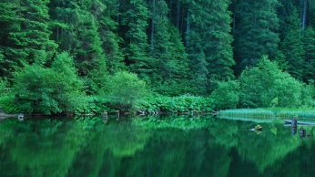 forest_summer_shrubs_herbs_water_reflection_80840_1366x768