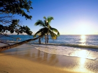 palm_tree_trees_beach_coast_wave_inclination_sun_sea_8200_1600x1200