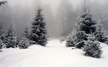 winter_wood_fir-trees_fog_53411_1920x1200